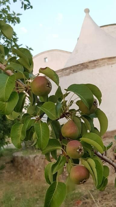 Podere Del Gelso Bianco, Vacation Rental Ostuni Esterno foto