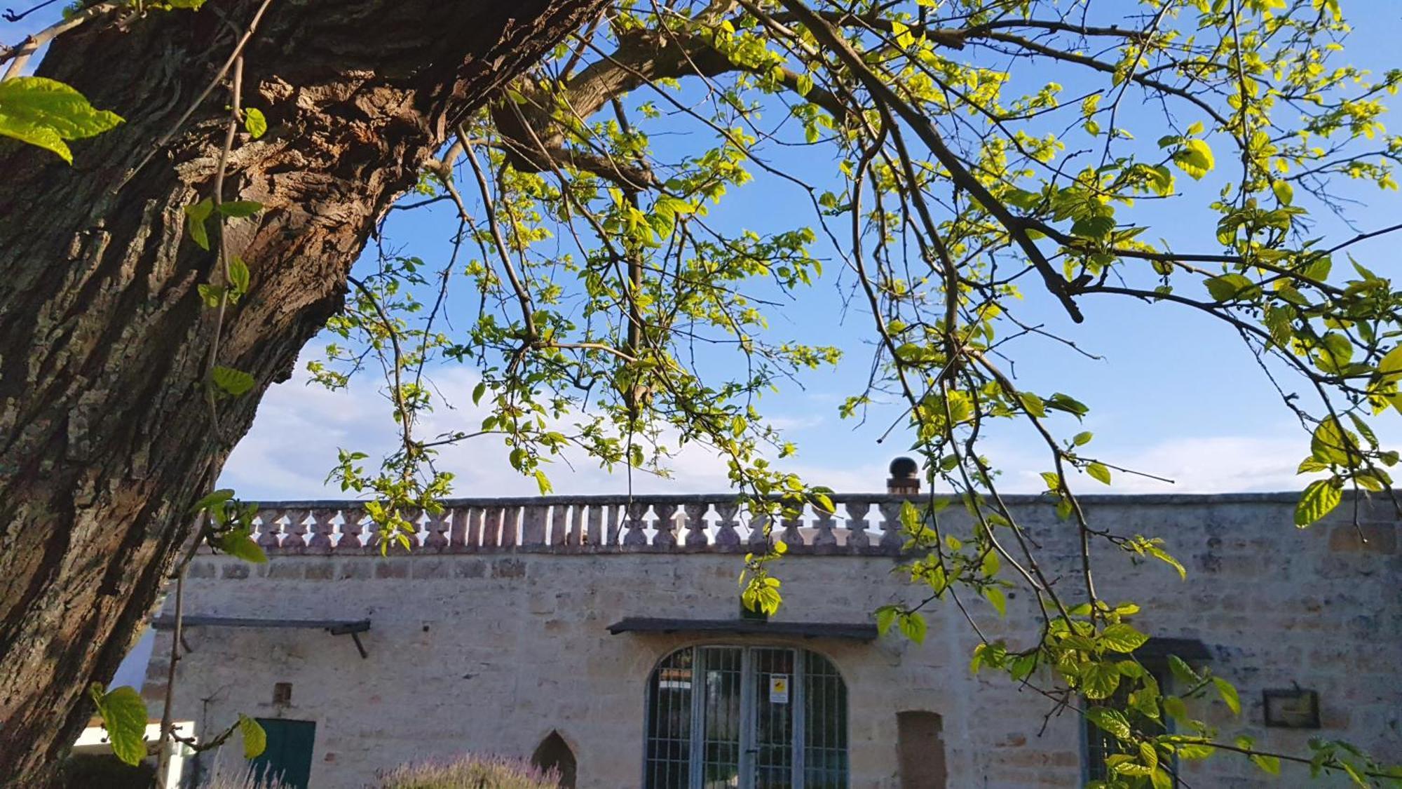 Podere Del Gelso Bianco, Vacation Rental Ostuni Esterno foto