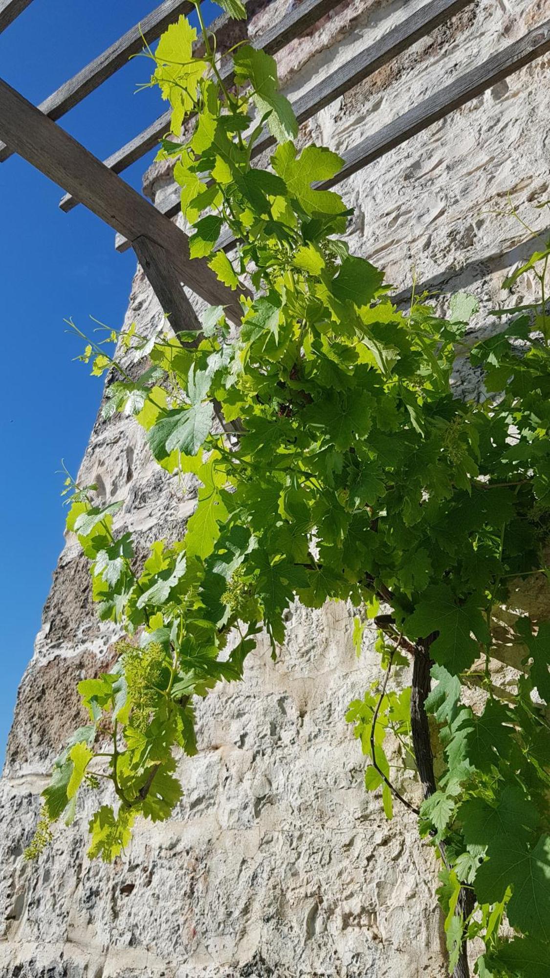 Podere Del Gelso Bianco, Vacation Rental Ostuni Esterno foto